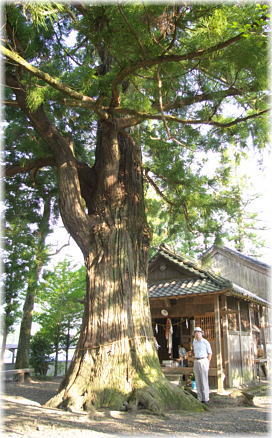 画像:下野尻若一王子宮のスギ(幹と並ぶ)