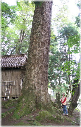 画像:白藤神社の大モミ(幹と並ぶ)