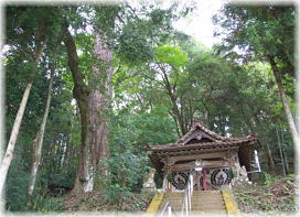 画像:白藤神社の大モミ