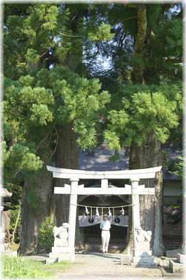 画像:白髪神社のスギ(幹と並ぶ)