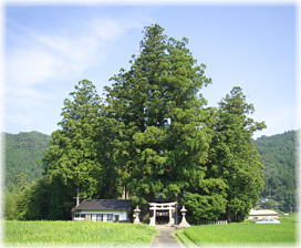 画像:白髪神社のスギ(社叢全景)
