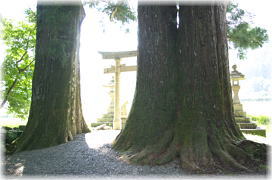 画像:白髪神社のスギ