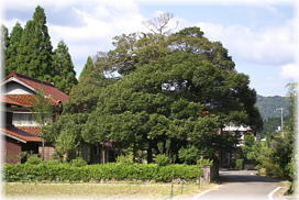 画像:正法庵の大シイ(全景)