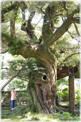 画像:正法庵の大シイ(幹と並ぶ)