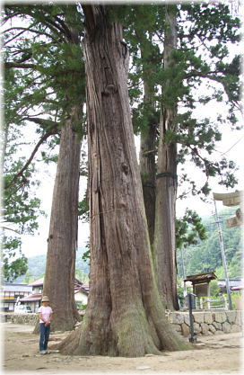 画像:総社のスギ(幹と並ぶ)