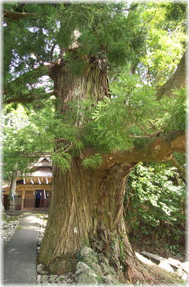 画像:杉尾神社のスギB