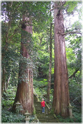 画像:建山神社のスギ(幹と並ぶ)