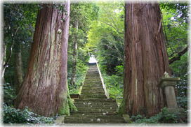 画像:建山神社のスギ
