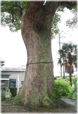 画像:田浦町日吉神社のクスノキ