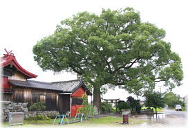 画像:田浦町日吉神社のクスノキ(全景)