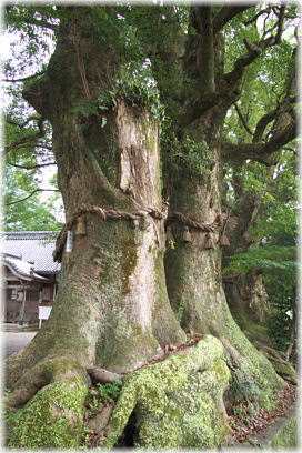 画像:轟神社のクスノキA