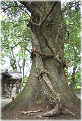画像:轟神社のクスノキB