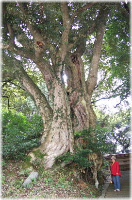 画像:筒地神社のスダジイ(幹と並ぶ)