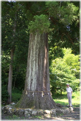 画像:梅ノ木八坂神社のスギ(幹と並ぶ)