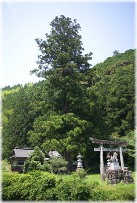 画像:梅ノ木八坂神社のスギ(全景)
