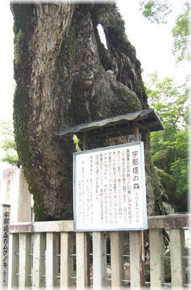 画像:宇那提森のムクノキ_1