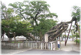 画像:宇那提森のムクノキ(幹と並ぶ)