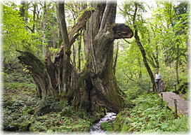 画像:和池の大カツラ(幹と並ぶ)
