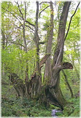 画像:和池の大カツラ_1