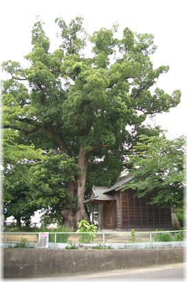 画像:脇町八大龍王神社のクス(全景)