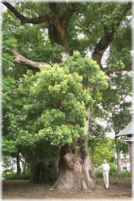 画像:脇町八大龍王神社のクス(幹と並ぶ)