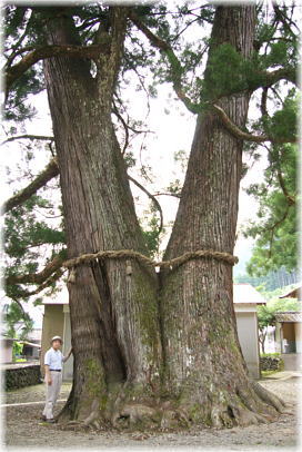 画像:和無田八幡神社のスギ(幹と並ぶ)