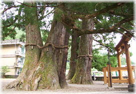 画像:和無田八幡神社のスギ