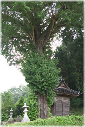 画像:獅子山八幡宮のイチョウ_1