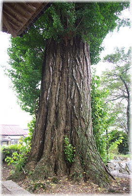 画像:獅子山八幡宮のイチョウ_2