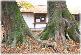 画像:八枝神社のケヤキ