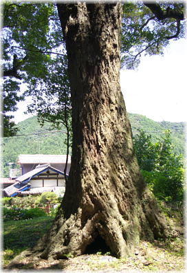 画像:ヤエ栗のイチイガシ