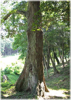 画像:ヤエ栗のイチイガシ(違う角度から)