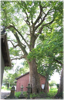 画像:山川町春日神社のクスノキ