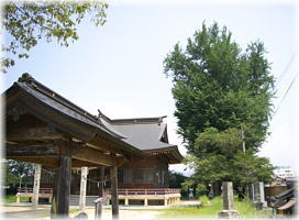 画像:山崎八幡神社のイチョウ(全景)