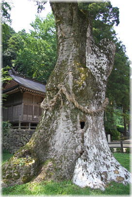 画像:八代の大欅_1