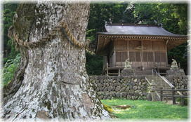画像:八代の大欅_2