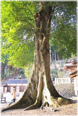 画像:安川神社のムクノキ(幹と並ぶ)