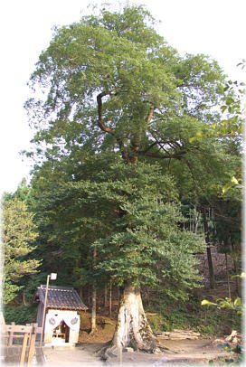 画像:安川神社のムクノキ