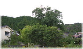 画像:荒神椋(遠景)