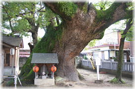 画像:蔵王神社のクスノキ_2
