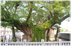 画像:蔵王神社のクスノキ_3