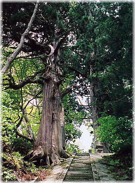 画像:下馬渡熊野神社のスギ