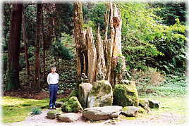 画像:赤蔵神社のイチョウ(幹と並ぶ)