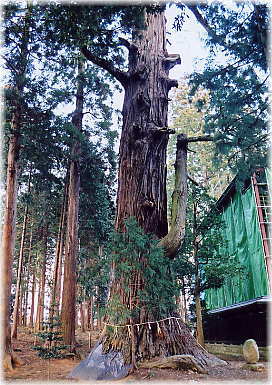 画像:安良川の爺杉