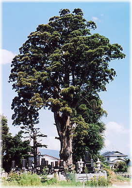 画像：西常得寺の蟠化杉（全景）