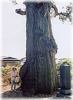 画像：西常得寺の蟠化杉（幹と並ぶ）