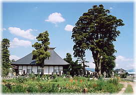 画像:西常得寺の蟠化杉(遠景)