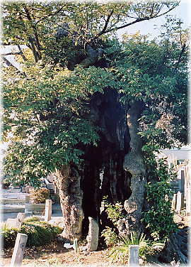 画像:万松寺のシイ