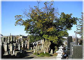 画像:万松寺のシイ(全景)