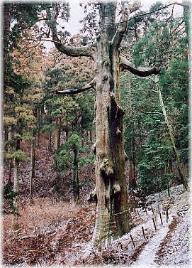 �摜�F��D�_�Ђٌ̕c��_1